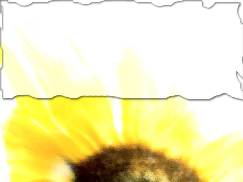 clip art sunflower. Sun Flower 800×600