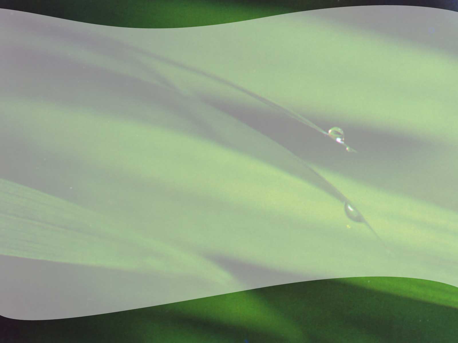 Water Drop theme, one of our nature theme, for PowerPoint backgrounds, 