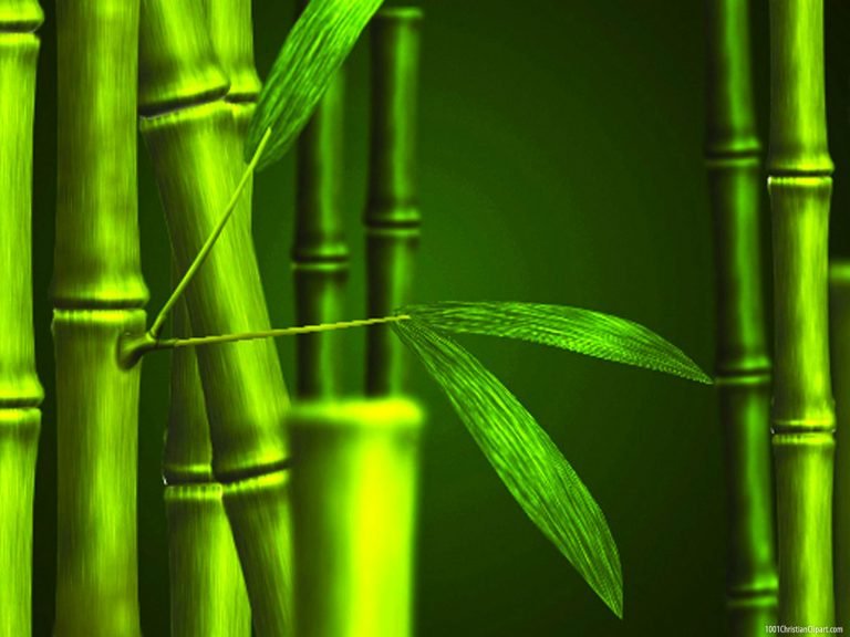 Bamboo Green Nature Background – 1001 Christian Clipart